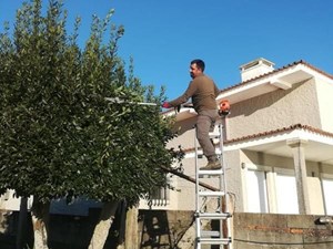 3 motivos por los que es importante la poda a principios de año