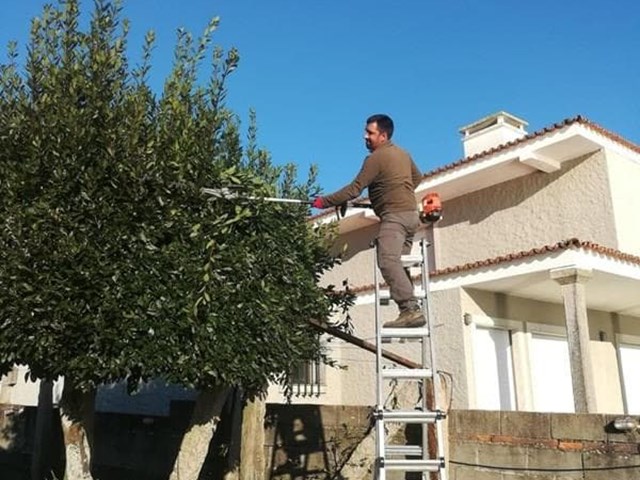 3 motivos por los que es importante la poda a principios de año