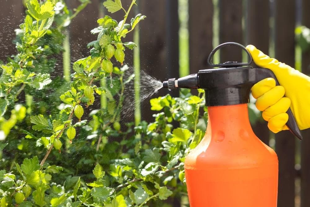 Control de plagas y enfermedades en el jardín