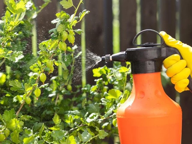 Control de plagas y enfermedades en el jardín