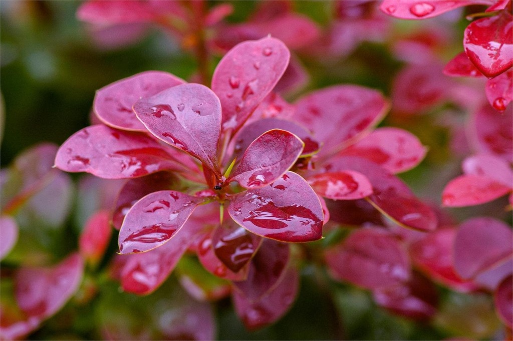 Las mejores plantas para tu jardín