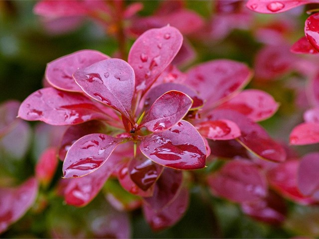 Las mejores plantas para tu jardín